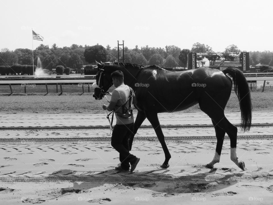 The Cool Down. A race horse walks to cool down after running a good race at the track