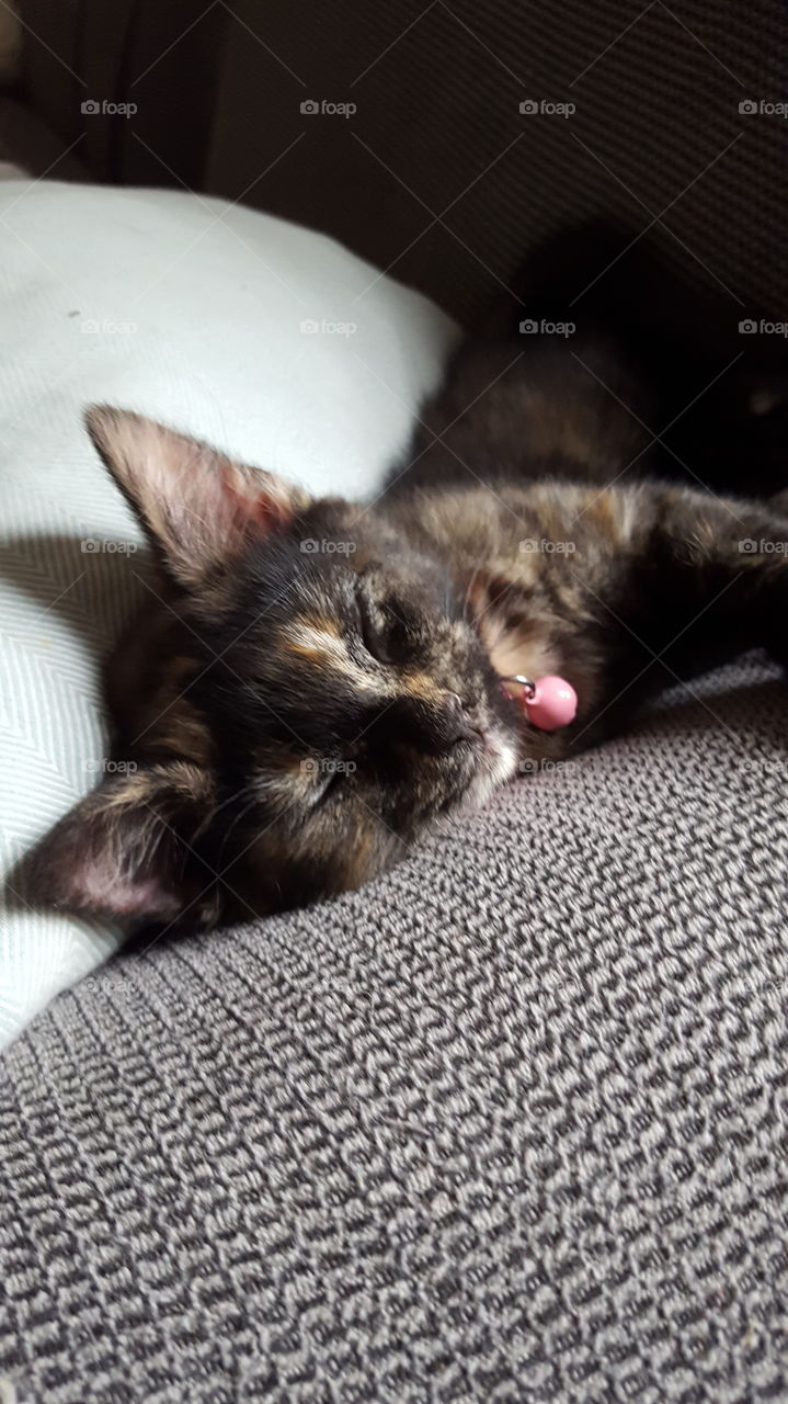 A small calico kitten funds a cozy spot for a quick nap.