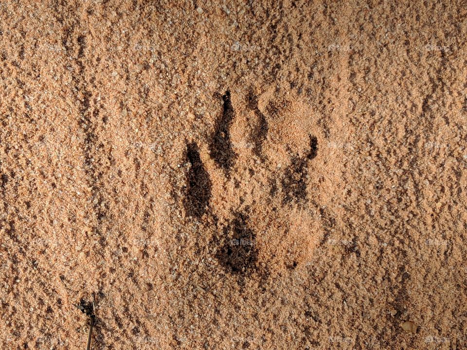 pawprint