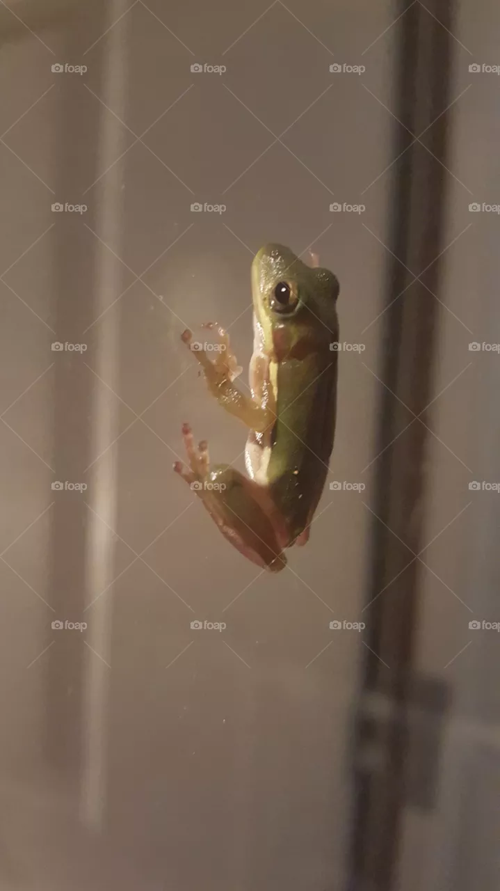 tree frog