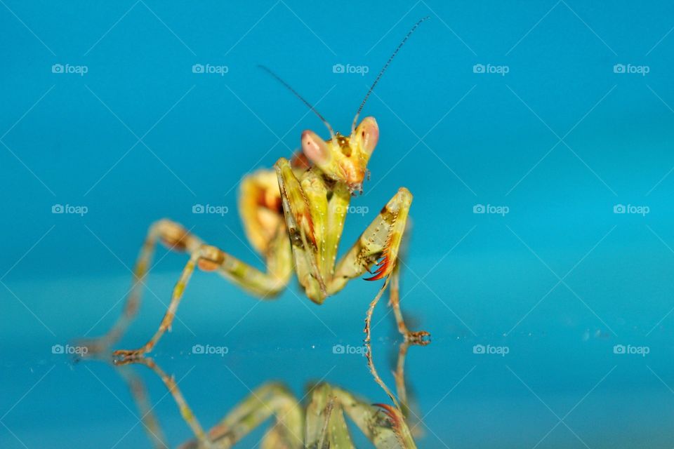 Praying Mantis on colorful background