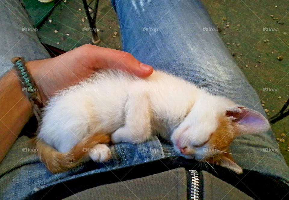 Cute Kitten Sleeping