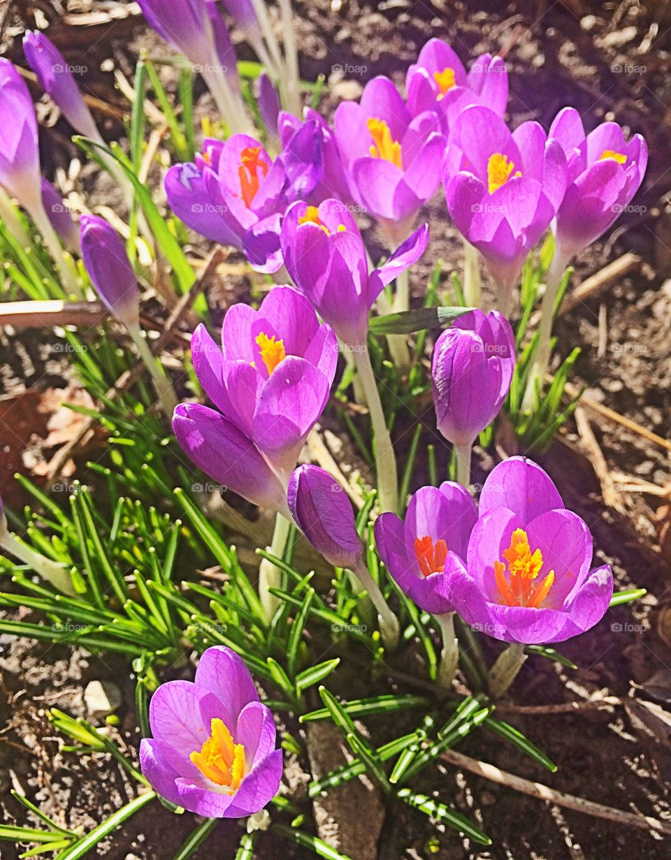 Spring Jewels in Winter