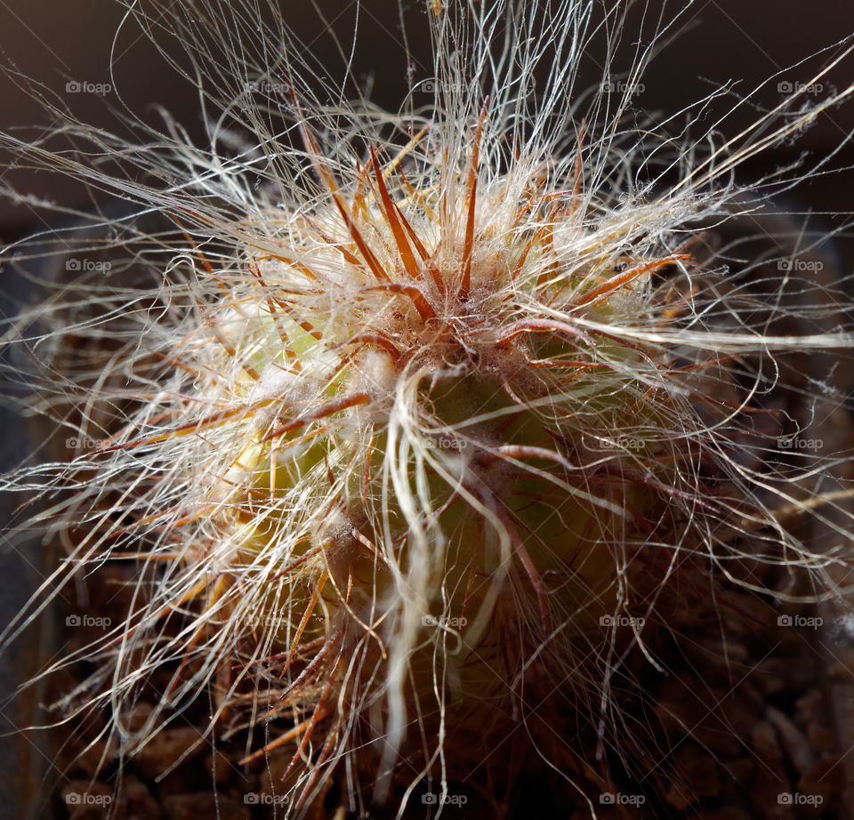 Close-up of cactus in Berlin, Germany.