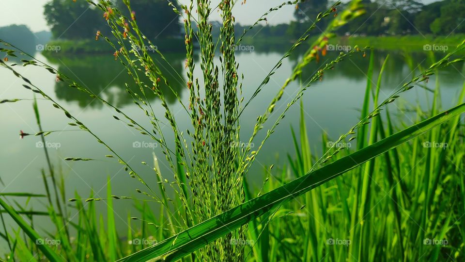 Green grass in summer