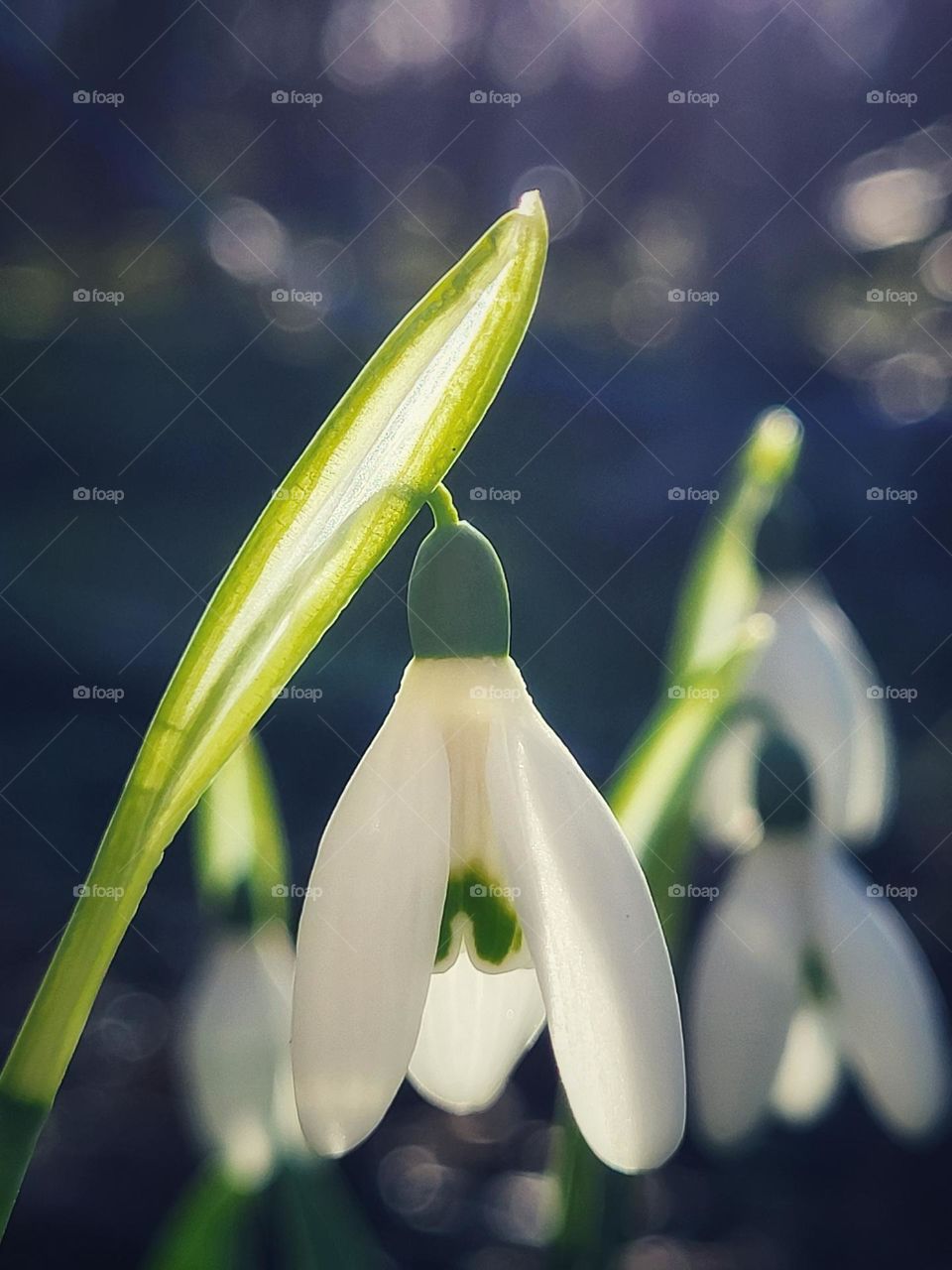 Snowdrops in the sunshine on a cold sunny sunday afternoon in the Netherlands