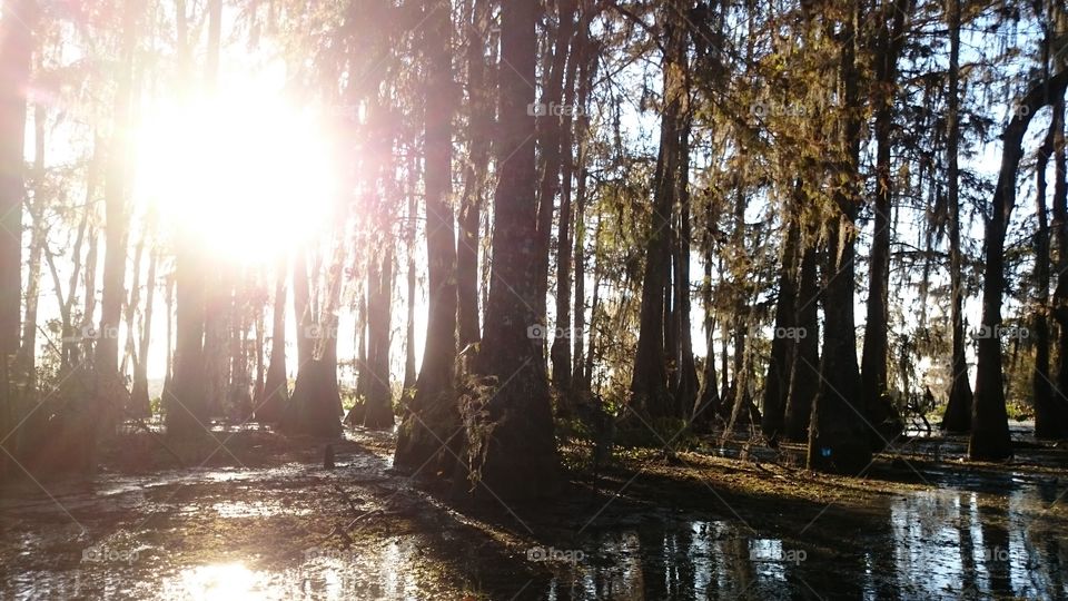 Louisiana swamp