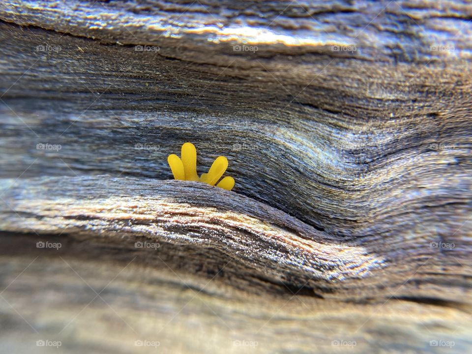 Yellow jelly fungus, background 