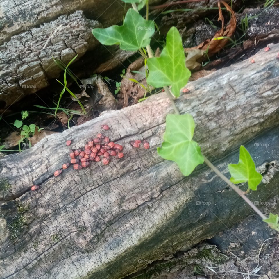 True Nature, no Filters