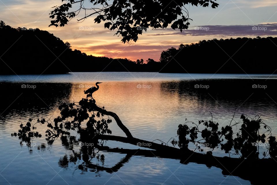 Silhouette of a great blue heron perched on a fallen tree, backlit by the sunrise at Lake Johnson Park in Raleigh North Carolina. 