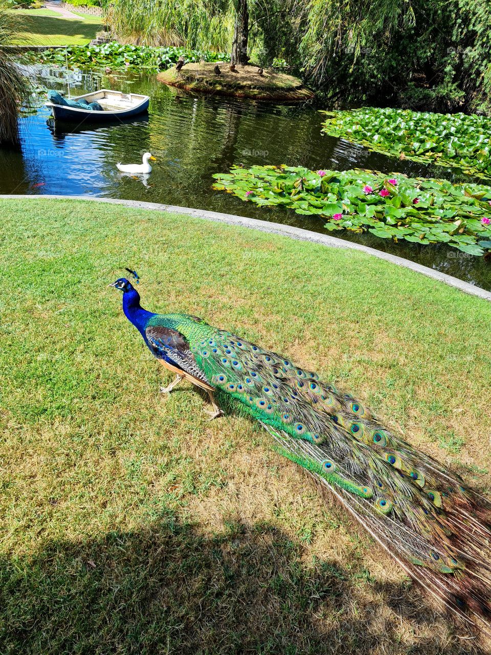 walking peacock