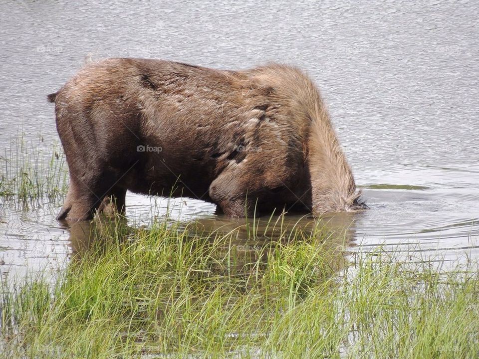 Moose eating in an Alaskan pond