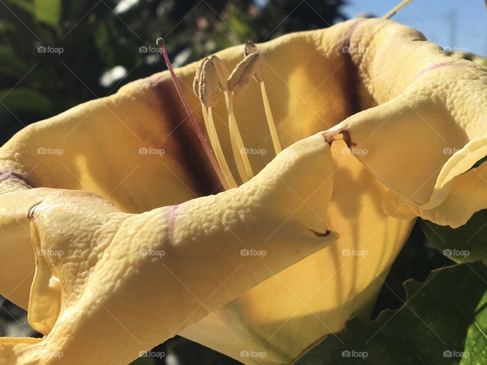 Flower of Solandra grandiflora