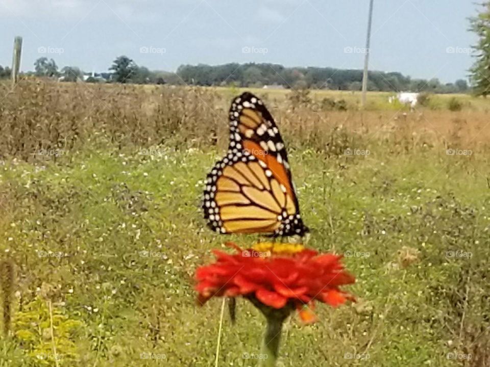 Monarch butterfly