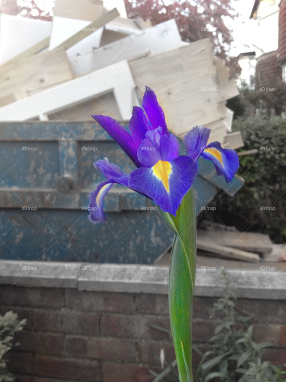 flower purple skip by imasheep