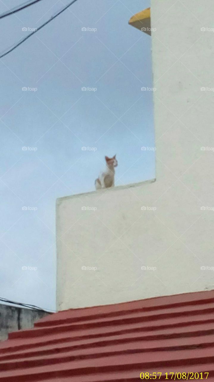 Cat ready to jump from top of the building