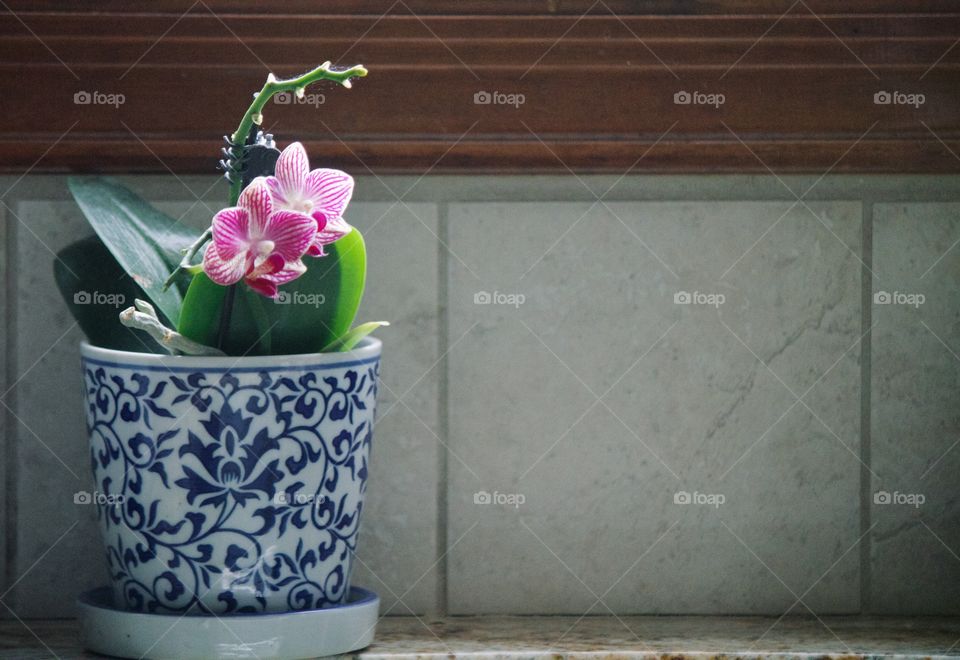 Mini orchid by the kitchen sink 