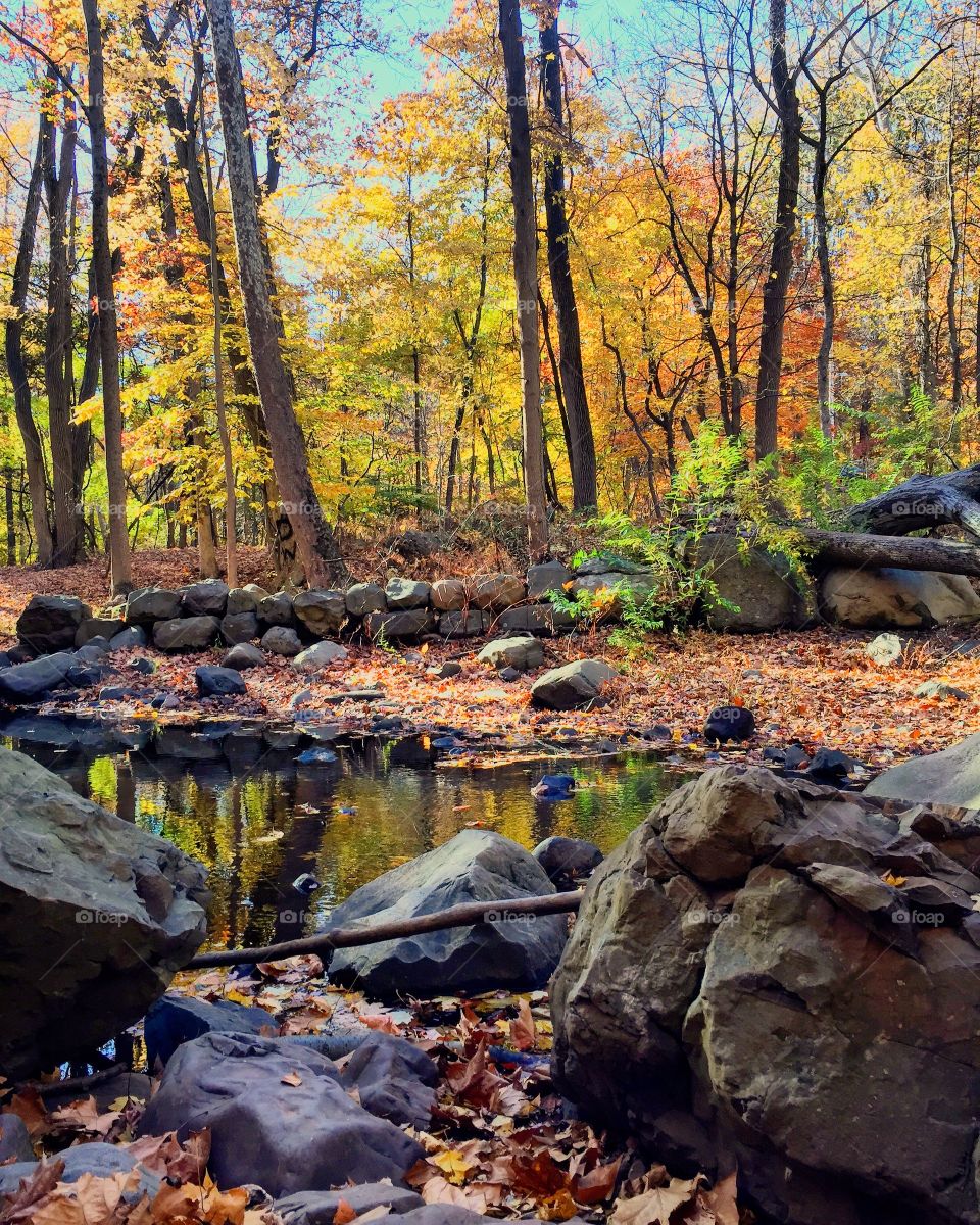 Scenic view of forest in autumn