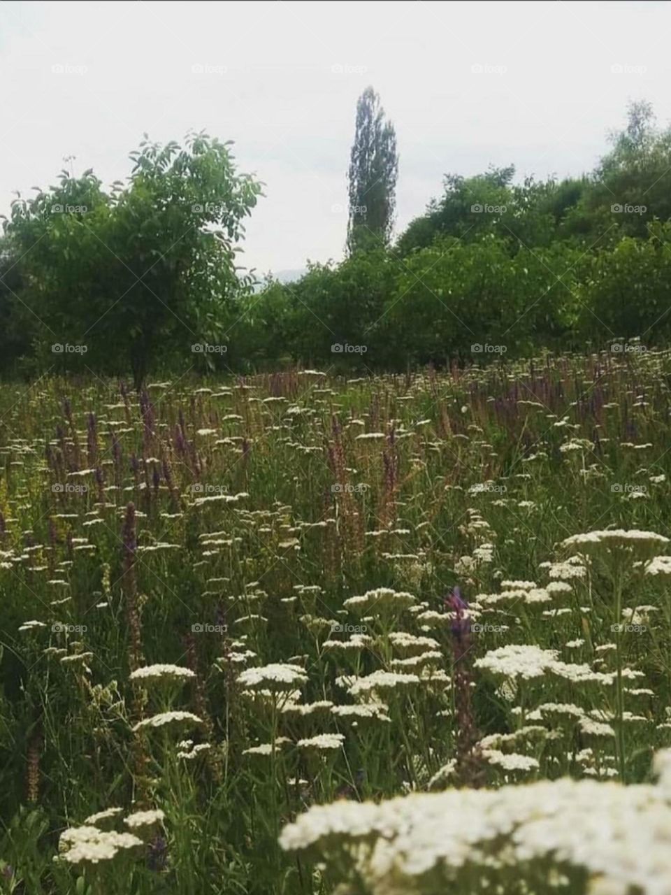 This historical village is 300 years old. I spent hours painting in the floral plains. I rested and relaxed beneath the summer sun