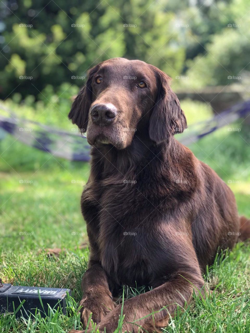 This beautiful brown flatcoat retriever is lapping up the camera, a super model in the making . Lovely green background.