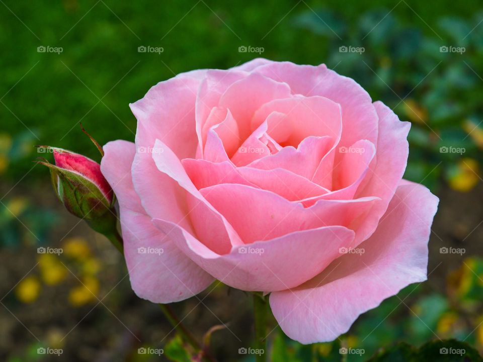 Elegant Rose Blossom