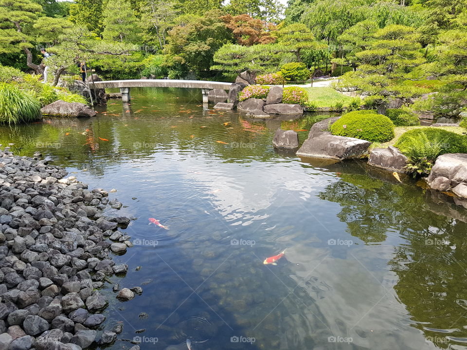 A bridge surrounded by koi stands in Kokoen garden in Himeji japan