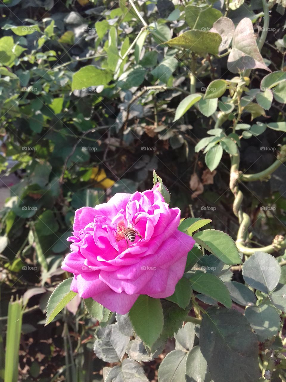 love symbol beautiful rose with hany bee
