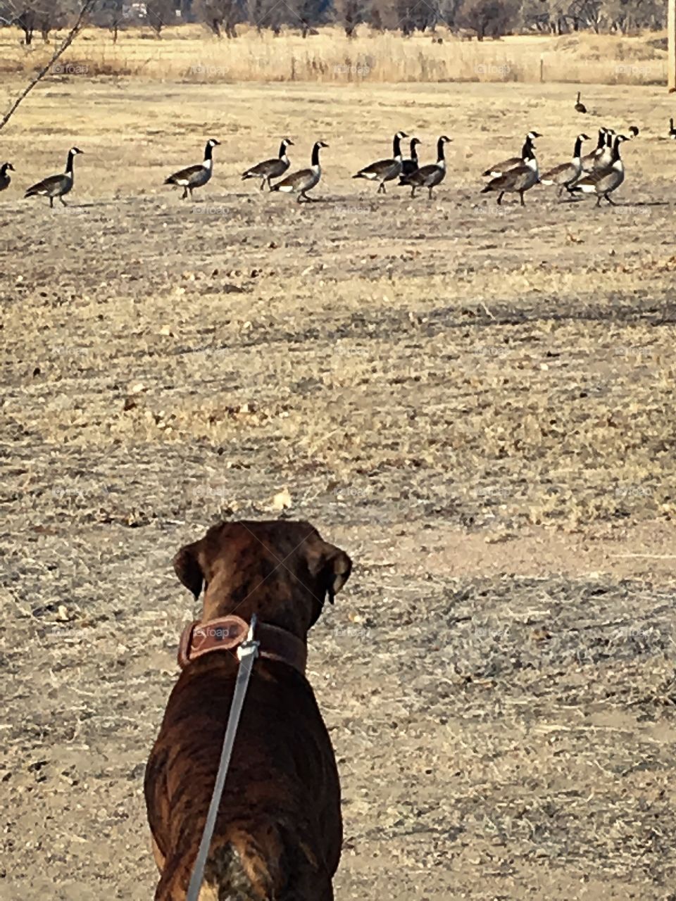Tucker and Geese