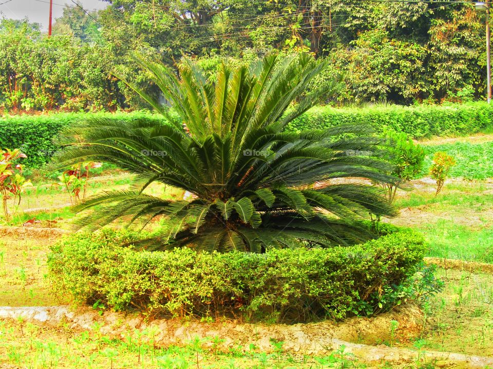 Cycas revoluta (Sotetsu) sago palm, king sago, sago cycad, Japanese sago palm), is a species of gymnosperm in the family Cycadaceae, native to southern Japan including the Ryukyu Islands.