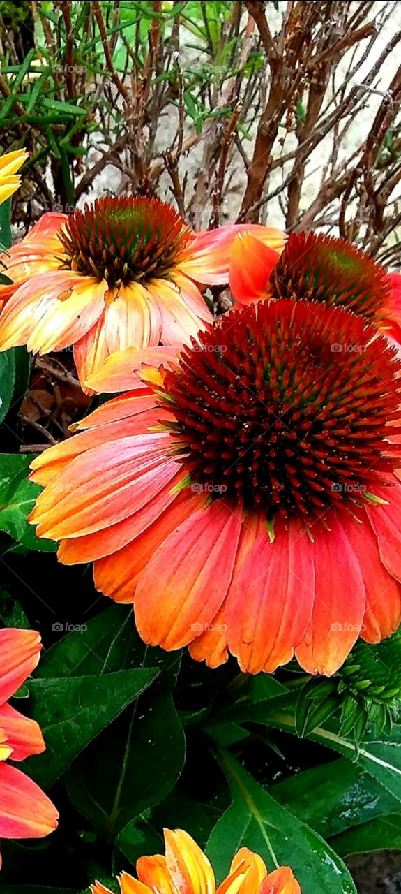 beautiful summertime blooms!