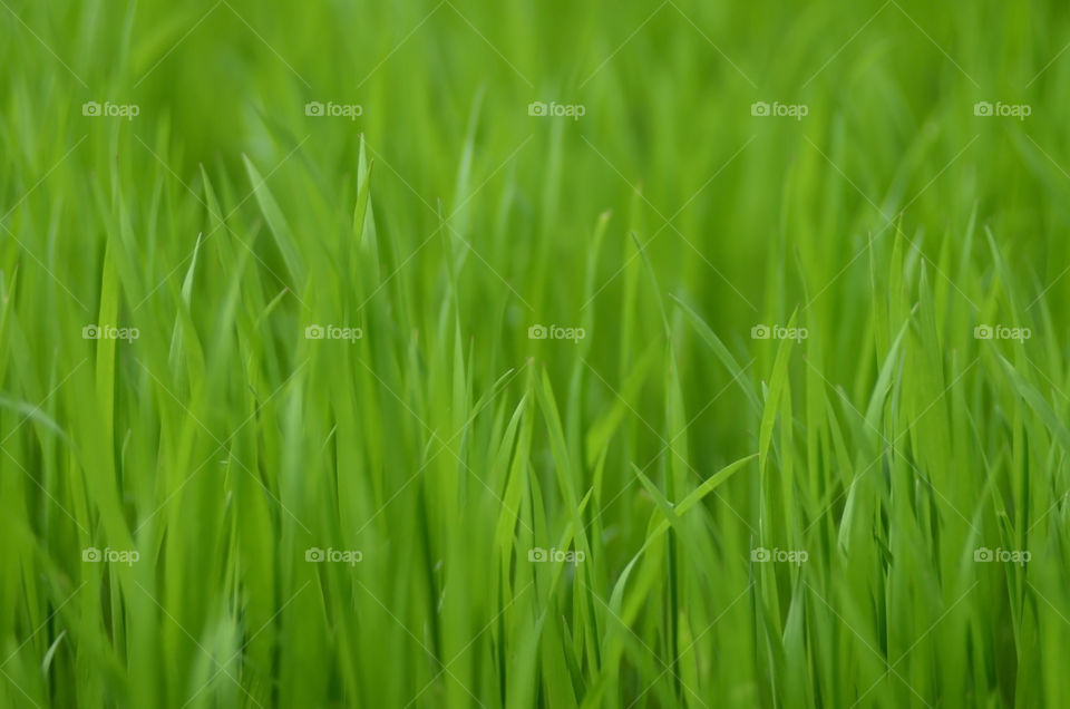 green grass background