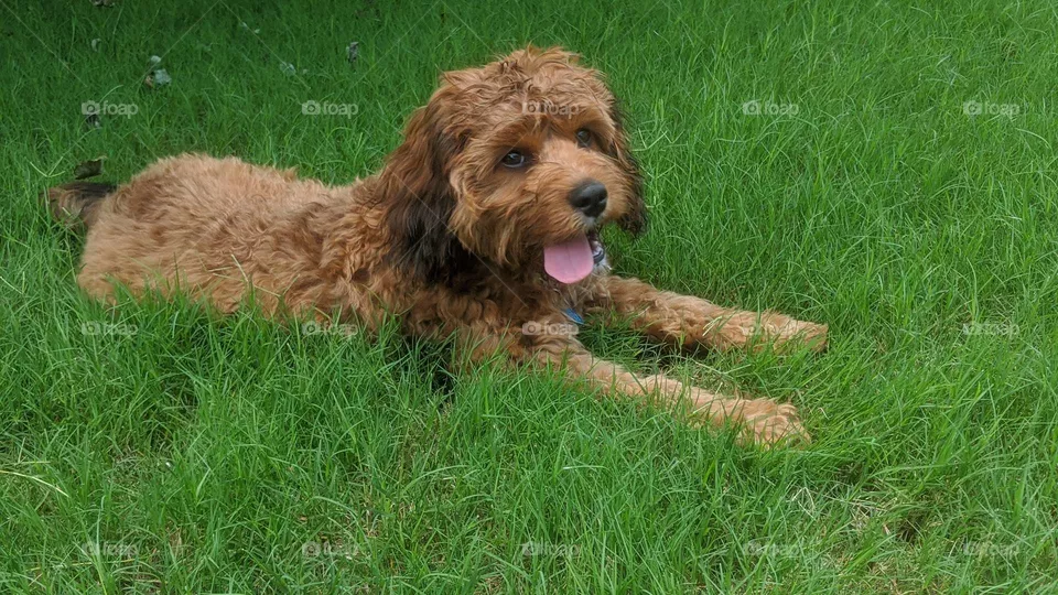 I love the grass 🐾