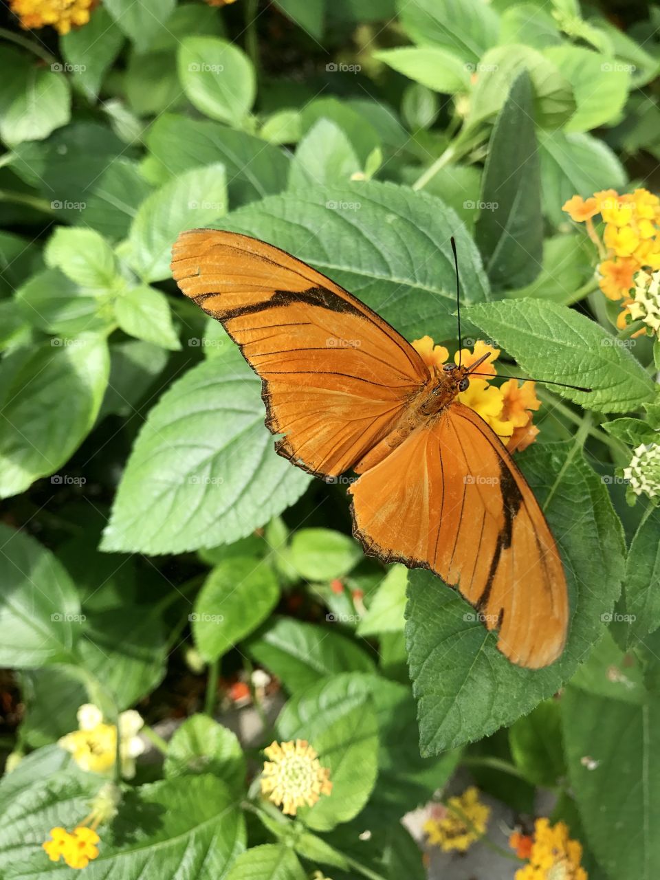 Orange  Butterfly