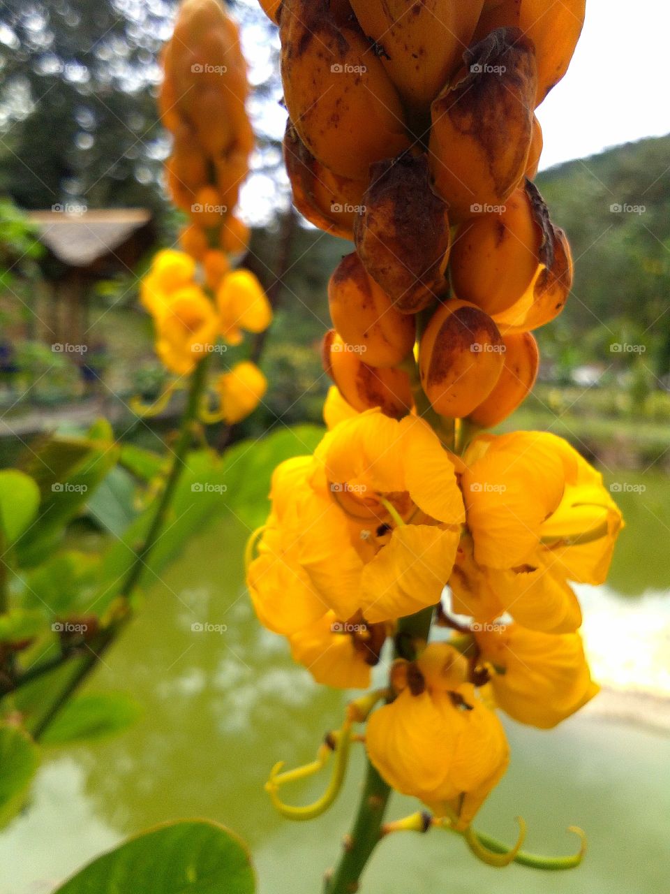 Cassia senna, also known as Alexandrian Senna is part of theLeguminosae plant family. Senna is a shrub native to Egypt, Sudan, Nigeria and Nubia in North Africa, as well as India and China. Traditionally use to cure skin problem like ringworm