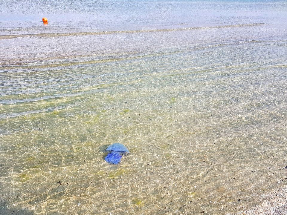 Jellyfish closer to the shore