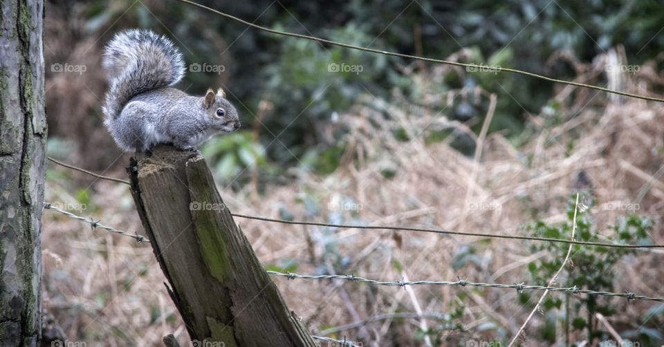 grey squirrel sat on a fence post.