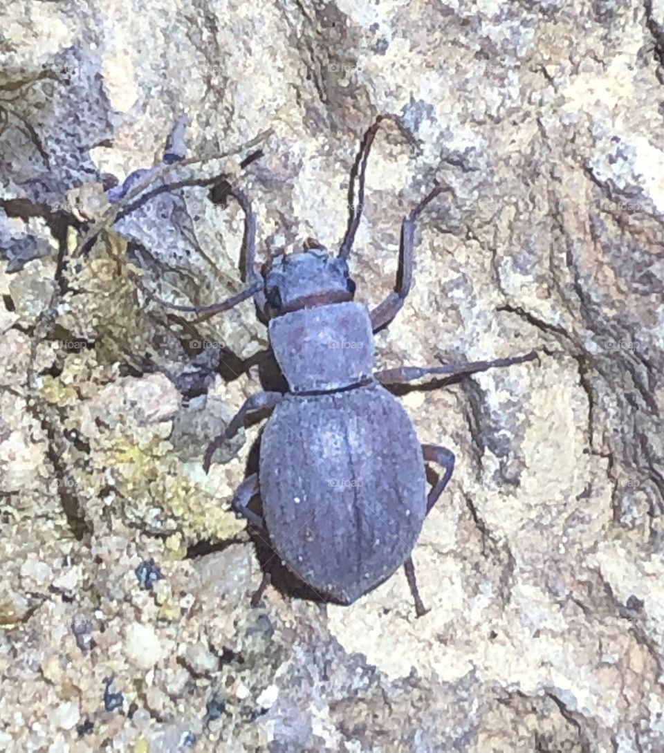 Small darkling beetle 