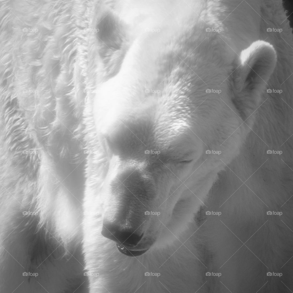 Polar Bear