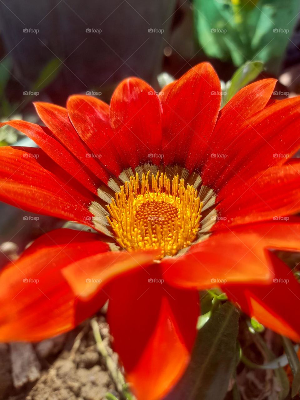 "Immerse yourself in the vivid energy of this color explosion photograph."