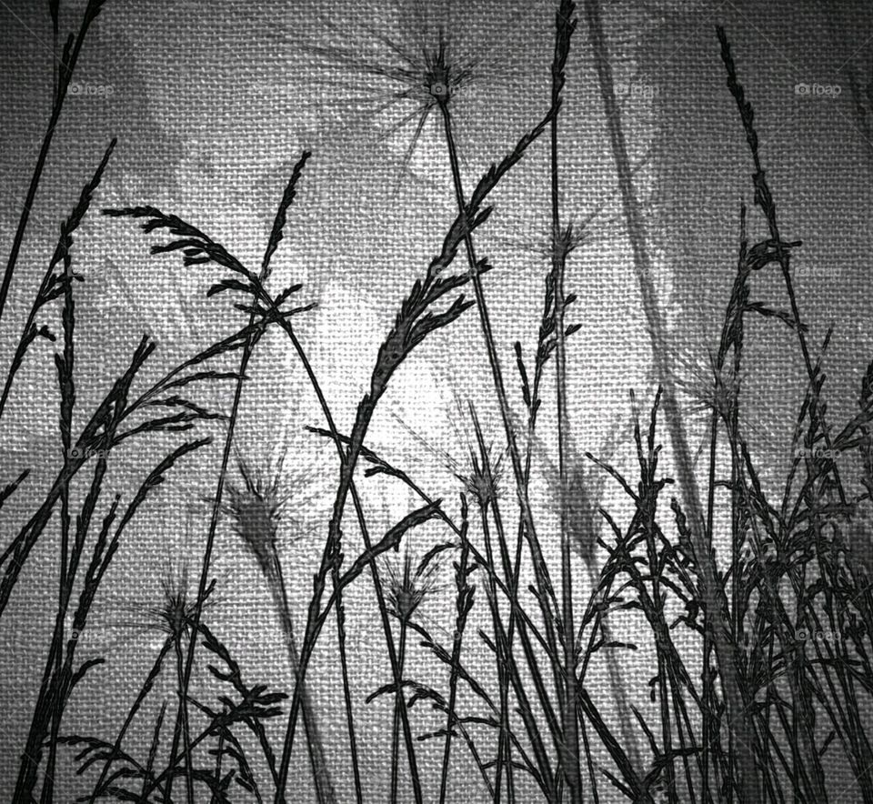 canvassed grasses