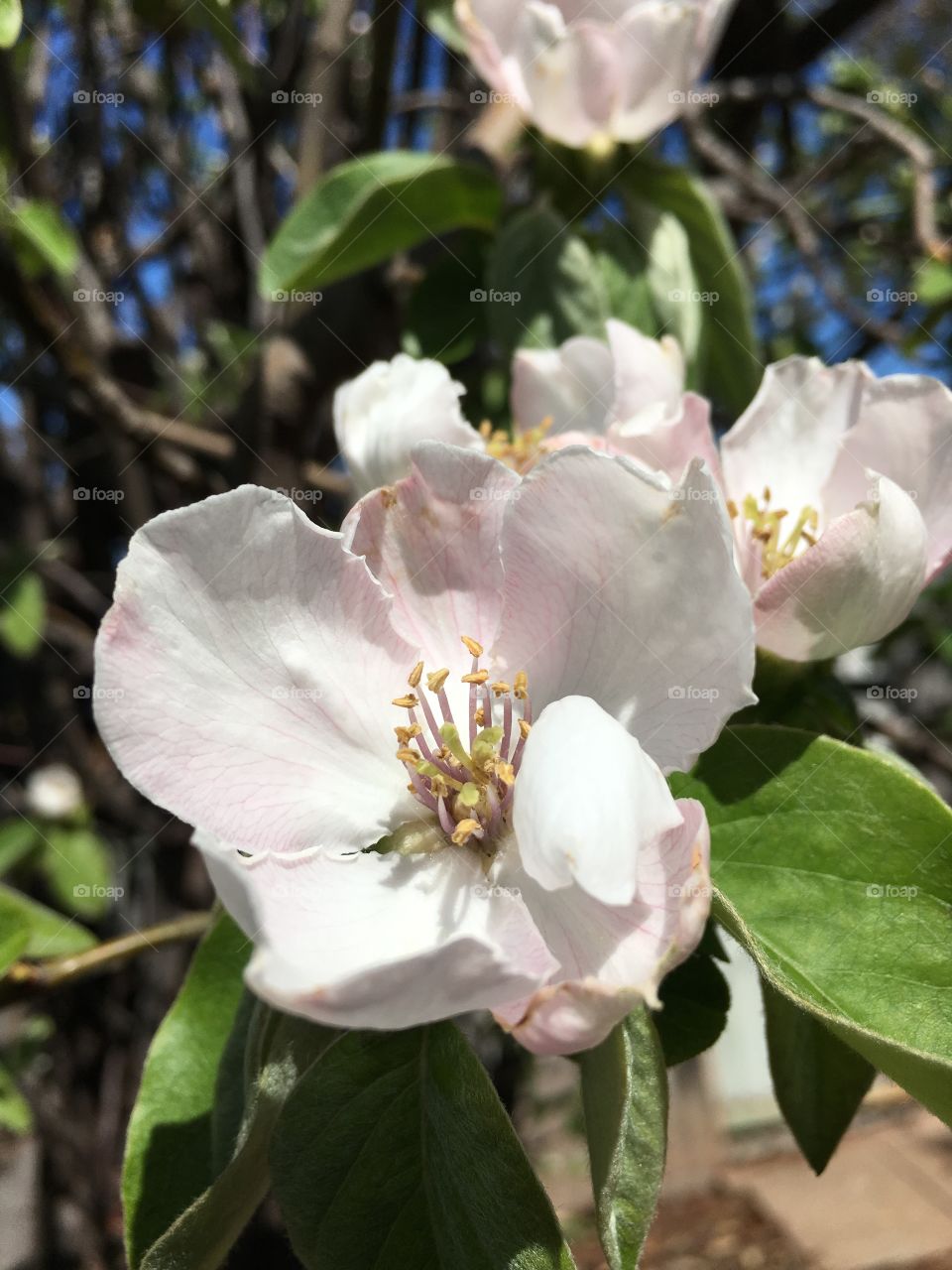 Quince fruit tree blossom