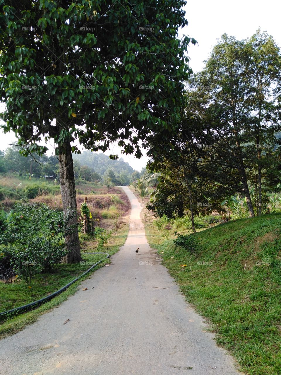 One of the road in a village with a green scenery.