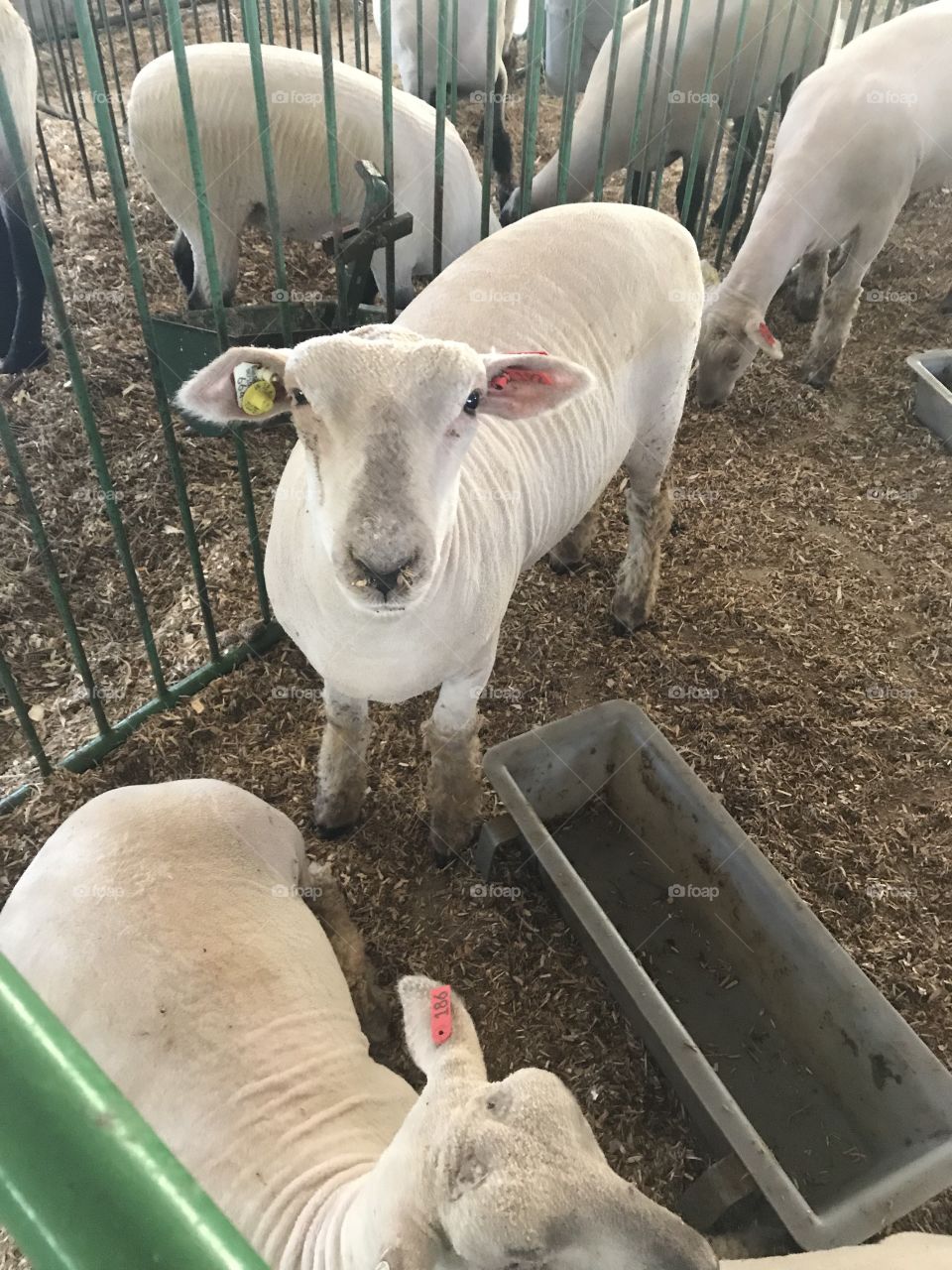 Sheep at the fair 