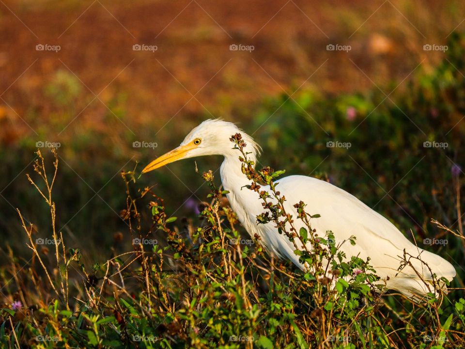 An egret searching for food in an open area