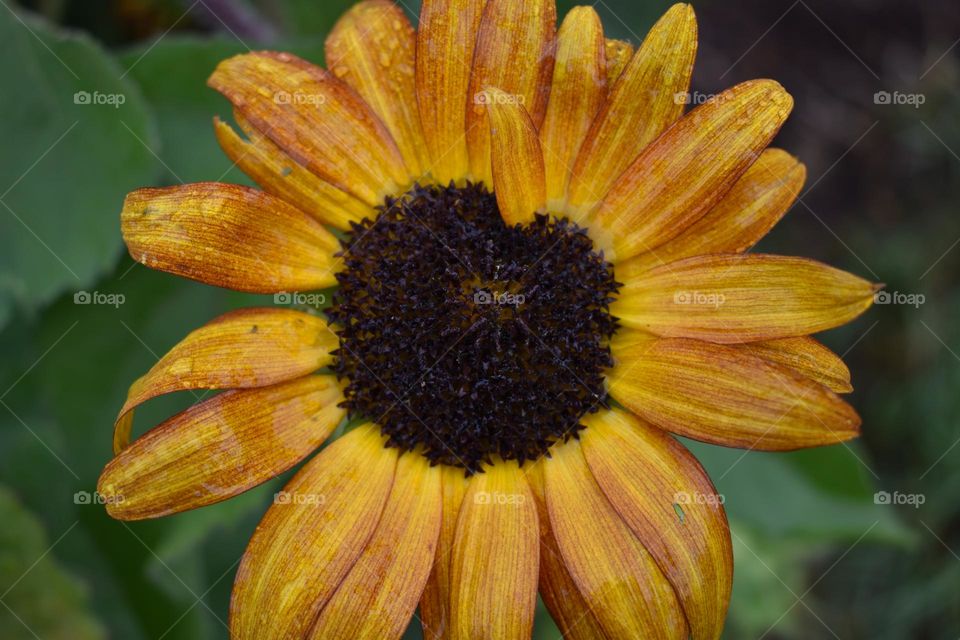 A pretty yellow flower covered in rain