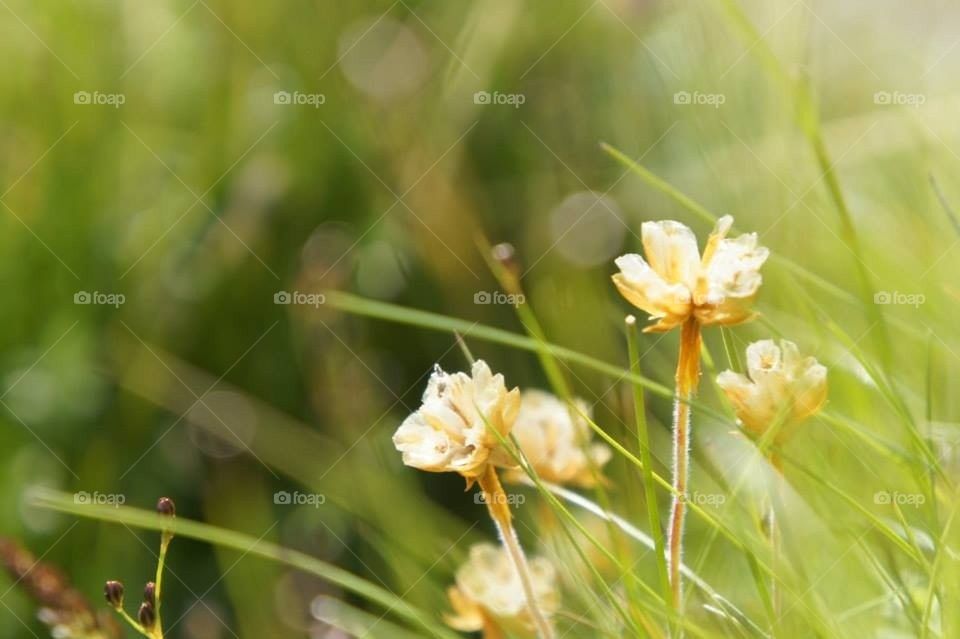 flower united kingdom island millport by l.mcquater