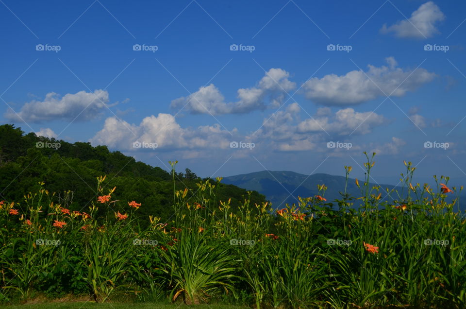 flowers, mountains, sky, scenic views
