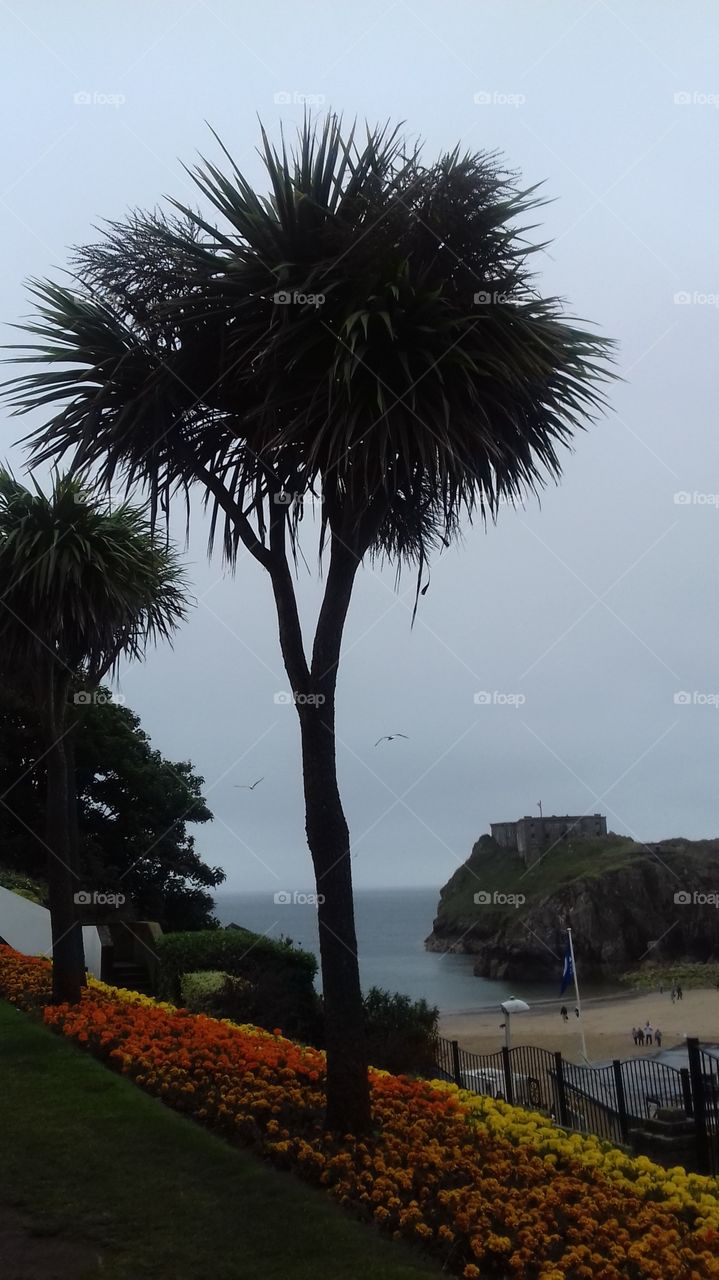 psalm tree over looking coast line