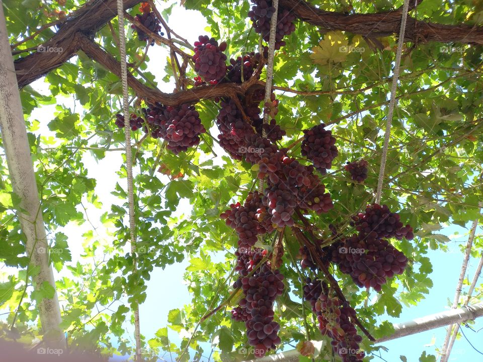 Grapes garden at home