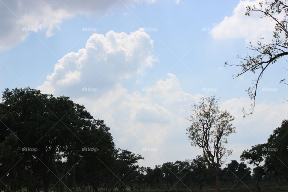 sky and forest